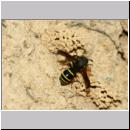 E-Odynerus spinipes w15 beim Schornsteinbau.jpg